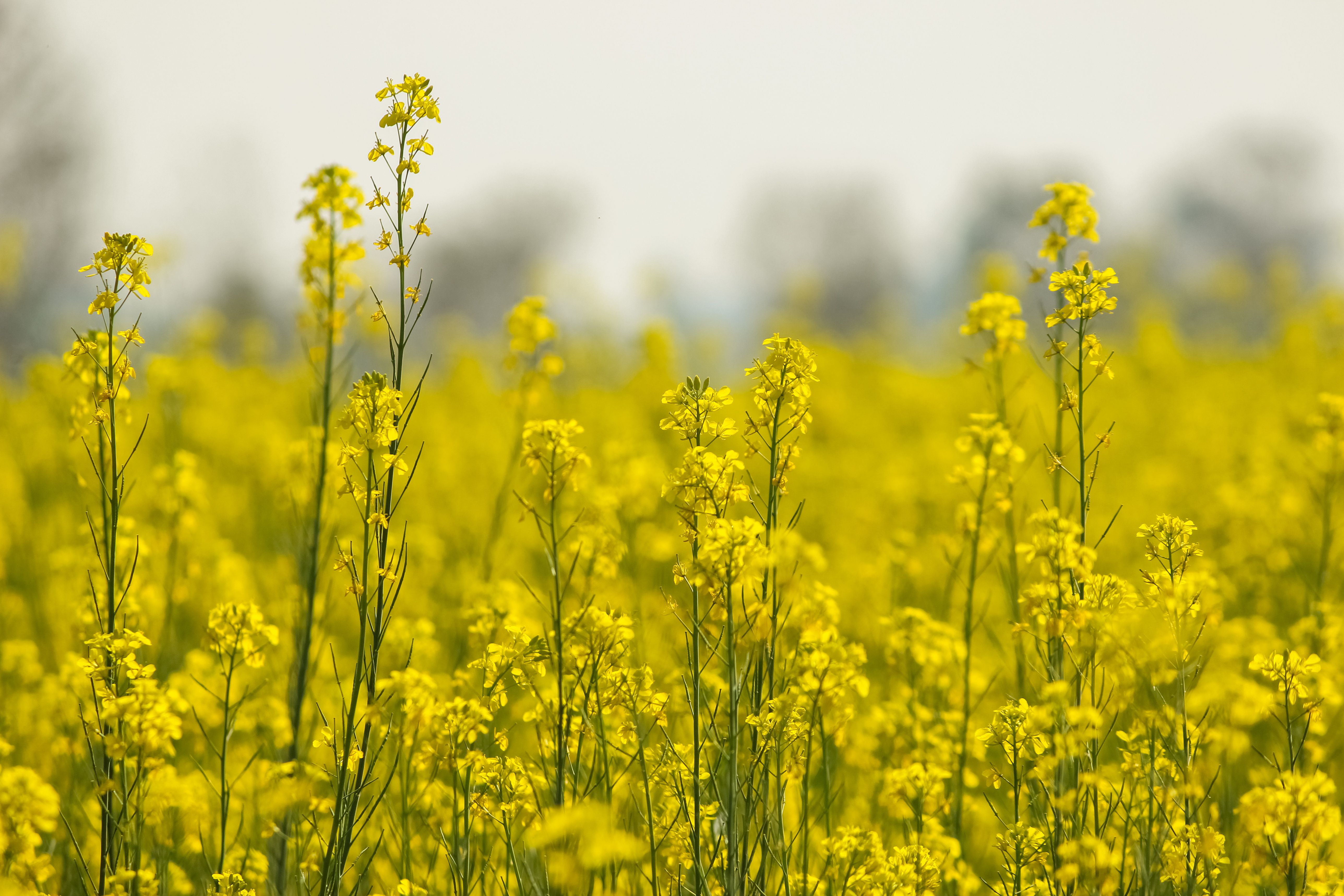 Canola Retreats from Contract Highs as Profit-Taking Emerges Amid Improving Crop Conditions