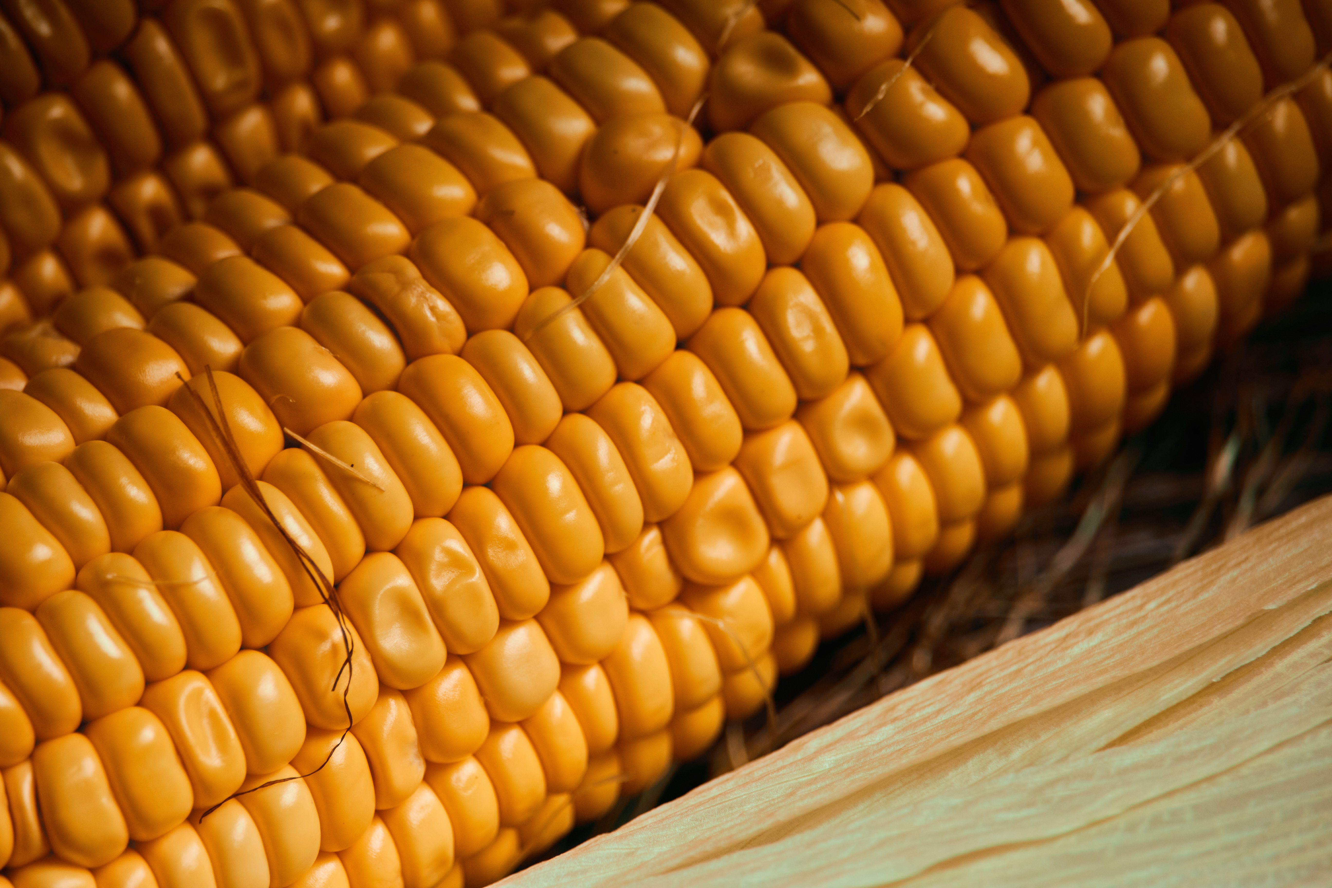 Corn Futures Slide as Oil Selloff Triggers Profit-Taking Across the Grain Complex